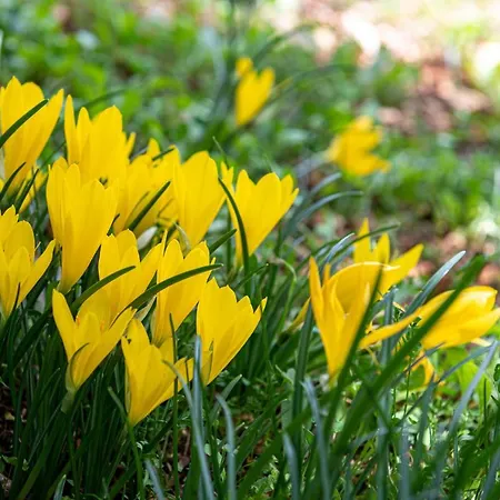 Anastasia House * Nimfasía