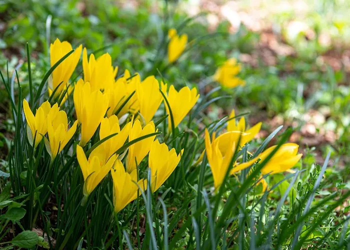 Anastasia House * Nimfasía